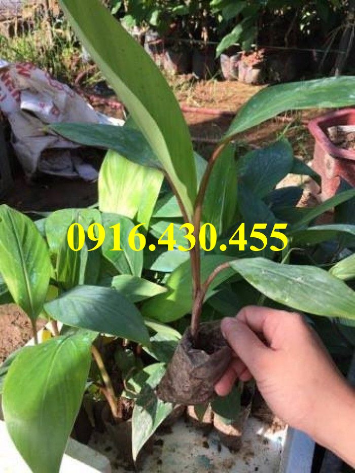 Cây giống chuối đỏ